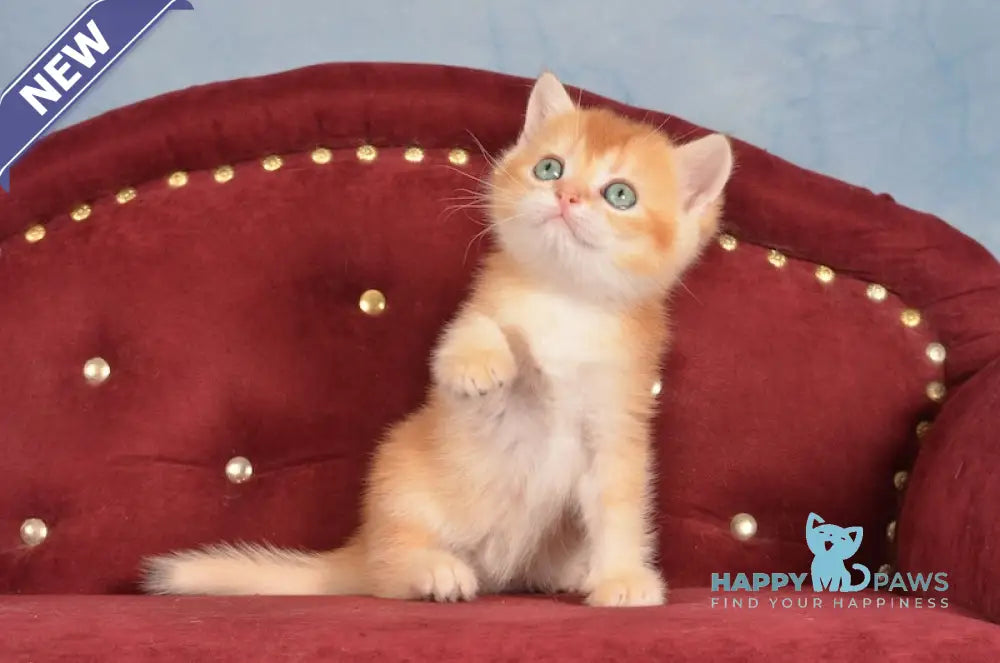 Joker British Shorthair male chocolate golden chinchilla live animals