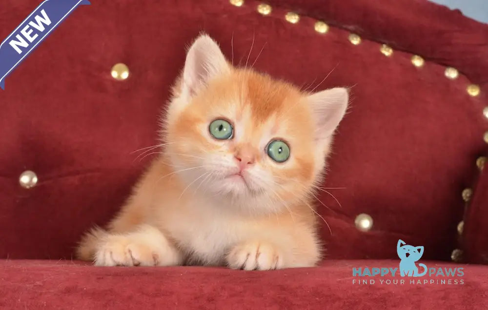 Joker British Shorthair male chocolate golden chinchilla live animals