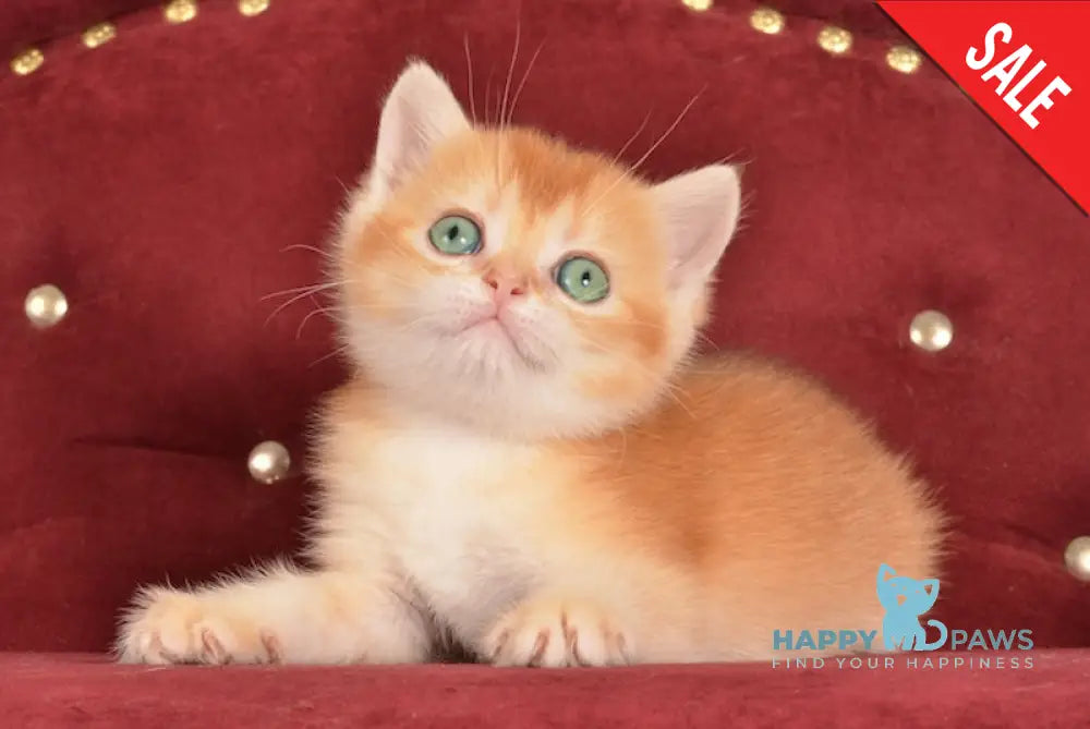 Joker British Shorthair male chocolate golden chinchilla live animals