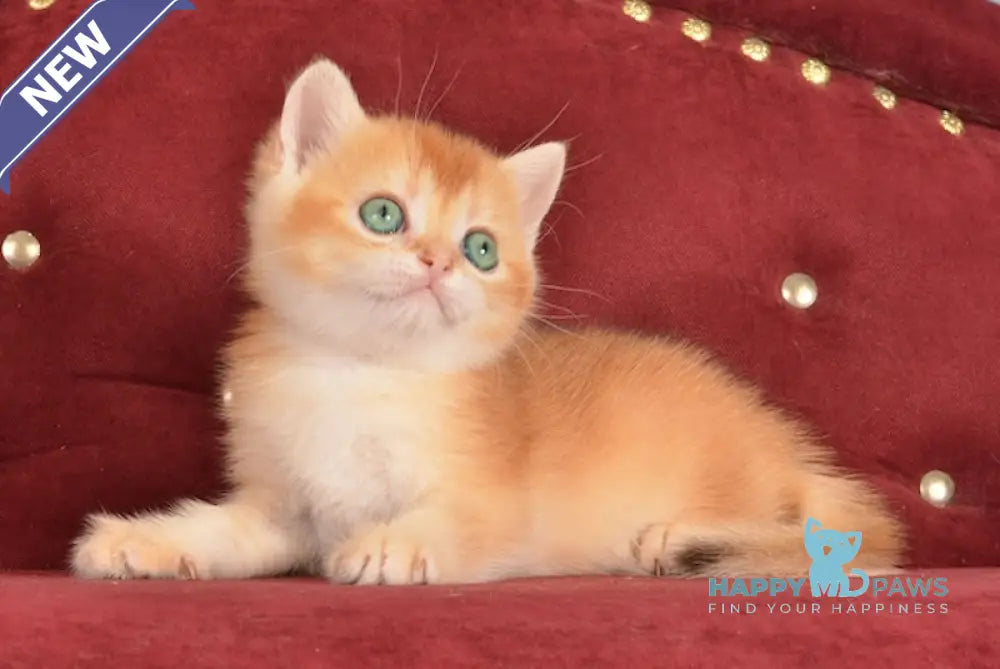 Joker British Shorthair male chocolate golden chinchilla live animals