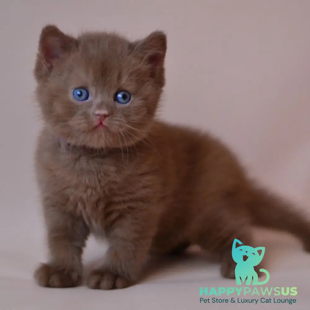 Joker British Shorthair male cinnamon - live animals