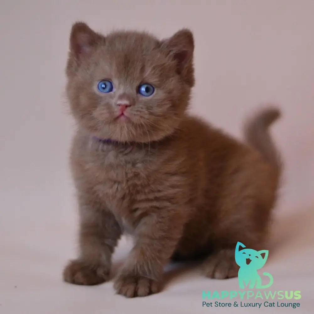 Joker British Shorthair male cinnamon - live animals