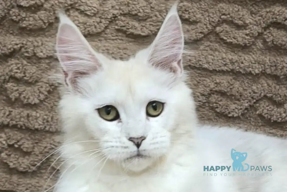 Joker Maine Coon male black silver chinchilla live animals