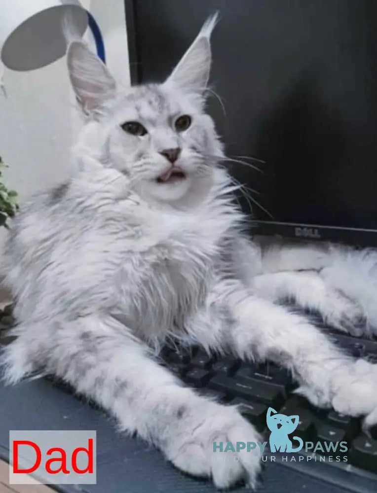 Joker Maine Coon male black silver chinchilla live animals