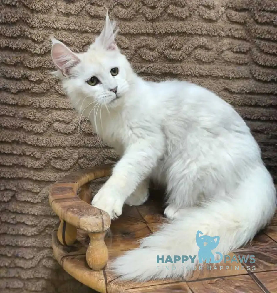 Joker Maine Coon male black silver chinchilla live animals