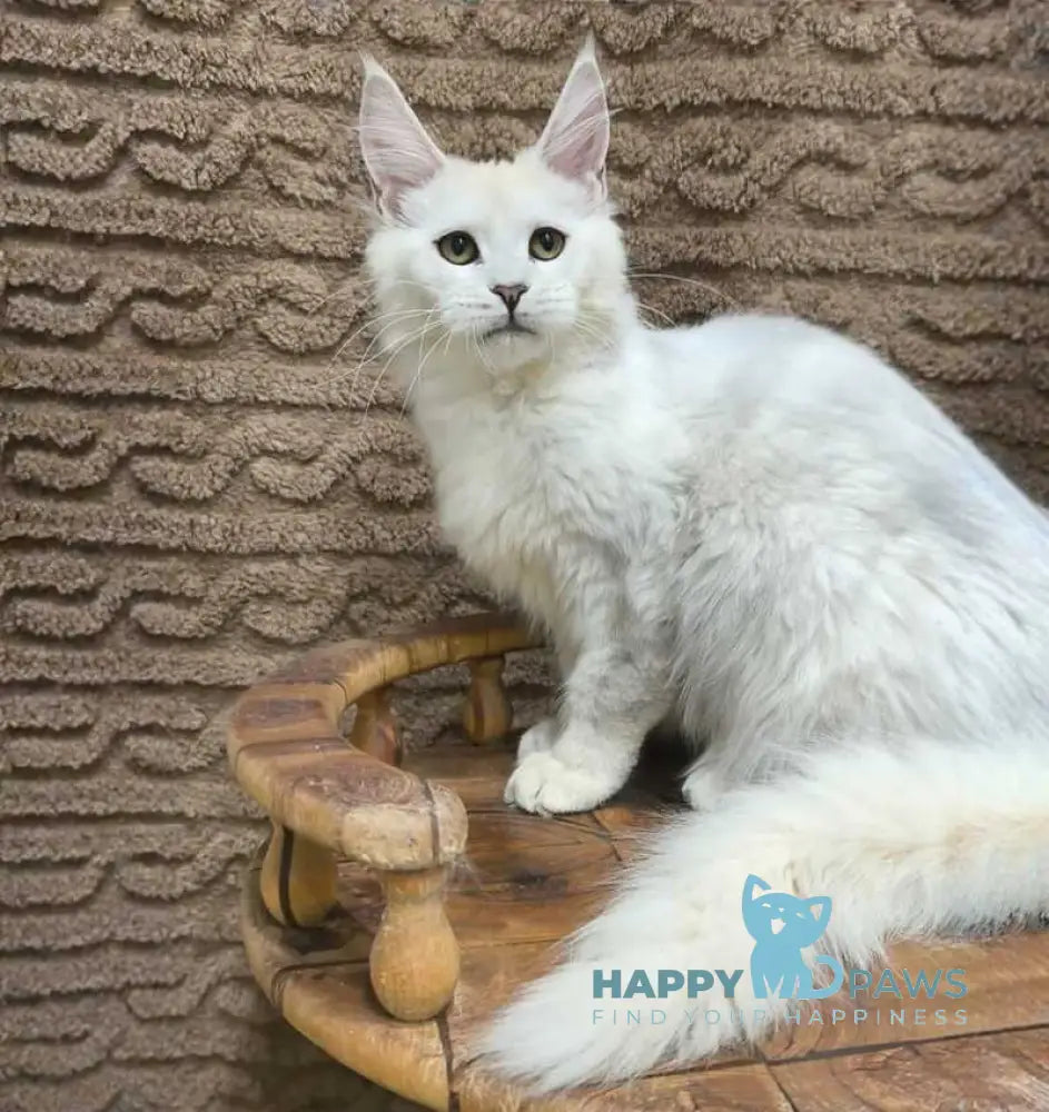 Joker Maine Coon male black silver chinchilla live animals