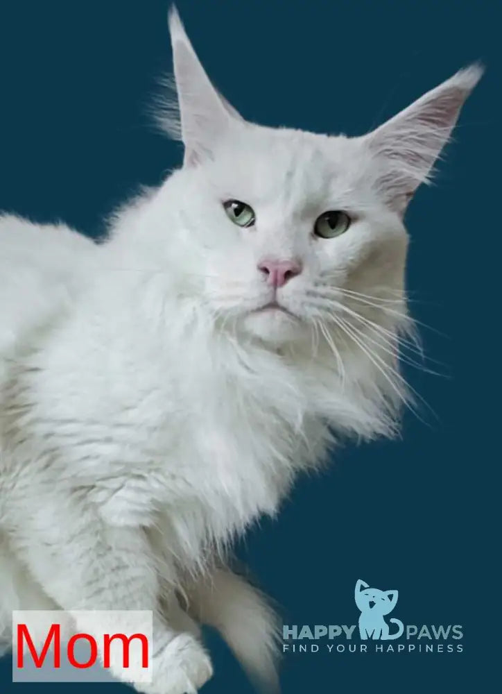 Joker Maine Coon male black silver chinchilla live animals