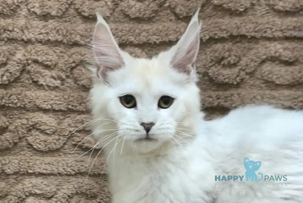 Joker Maine Coon male black silver chinchilla live animals