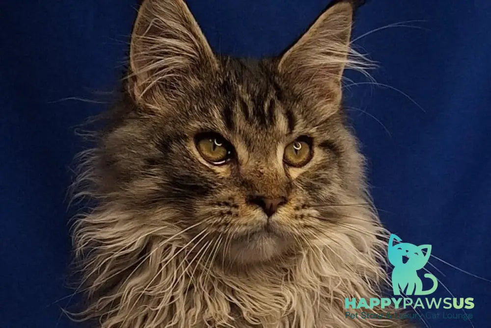 Joker Maine Coon male black silver spotted tabby - live animals