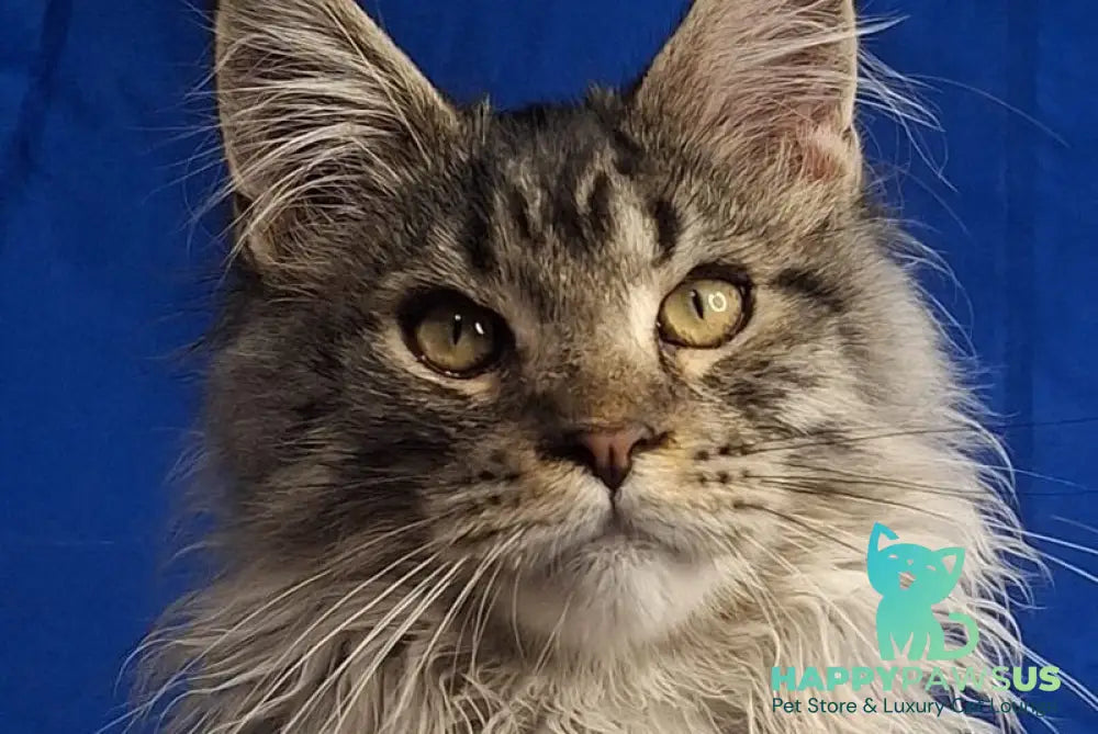Joker Maine Coon male black silver spotted tabby - live animals