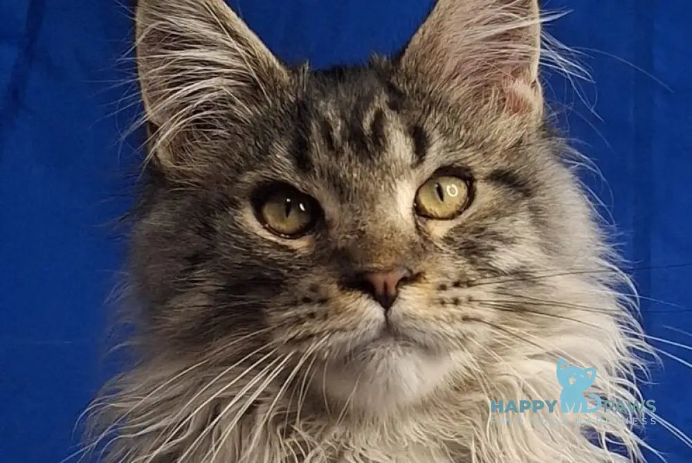 Joker Maine Coon male black silver spotted tabby - live animals