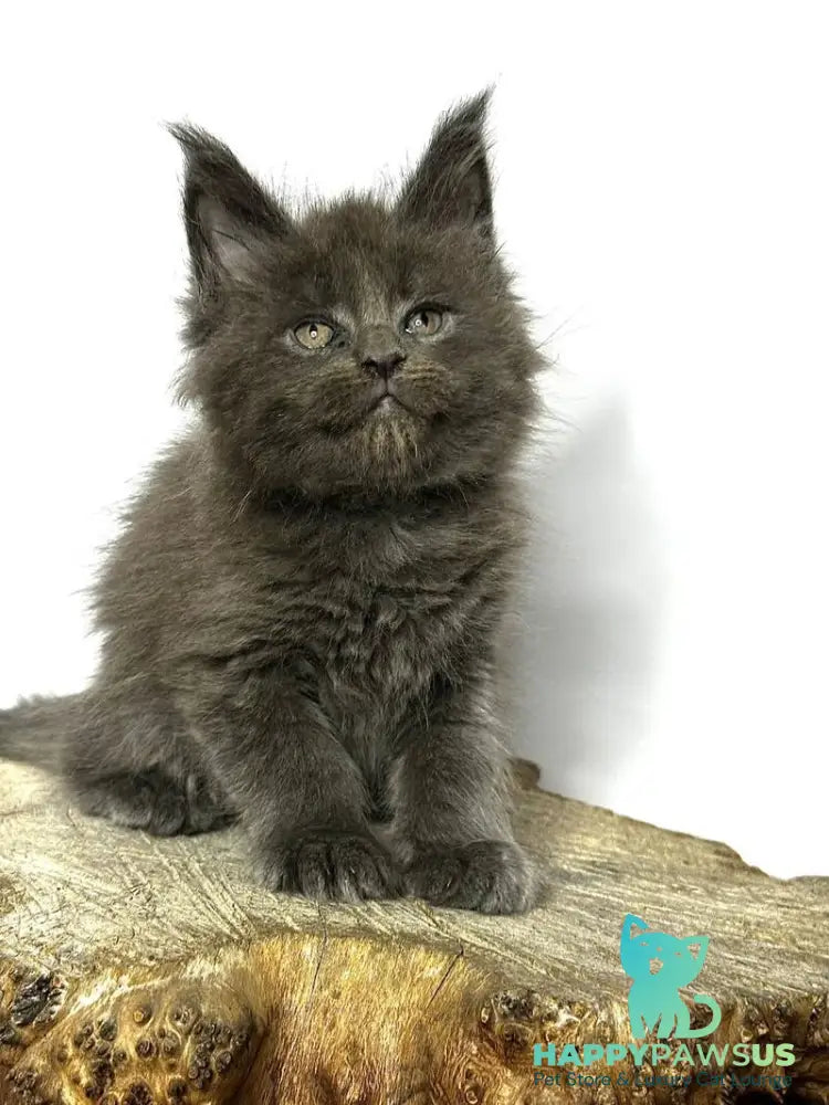 Joker Maine Coon male blue - live animals