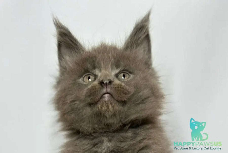 Joker Maine Coon male blue - live animals