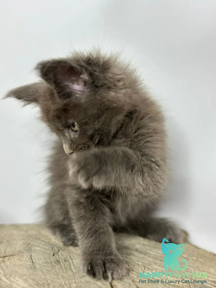 Joker Maine Coon male blue - live animals