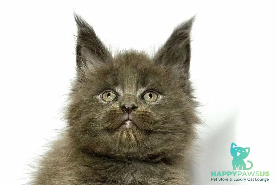 Joker Maine Coon male blue - live animals
