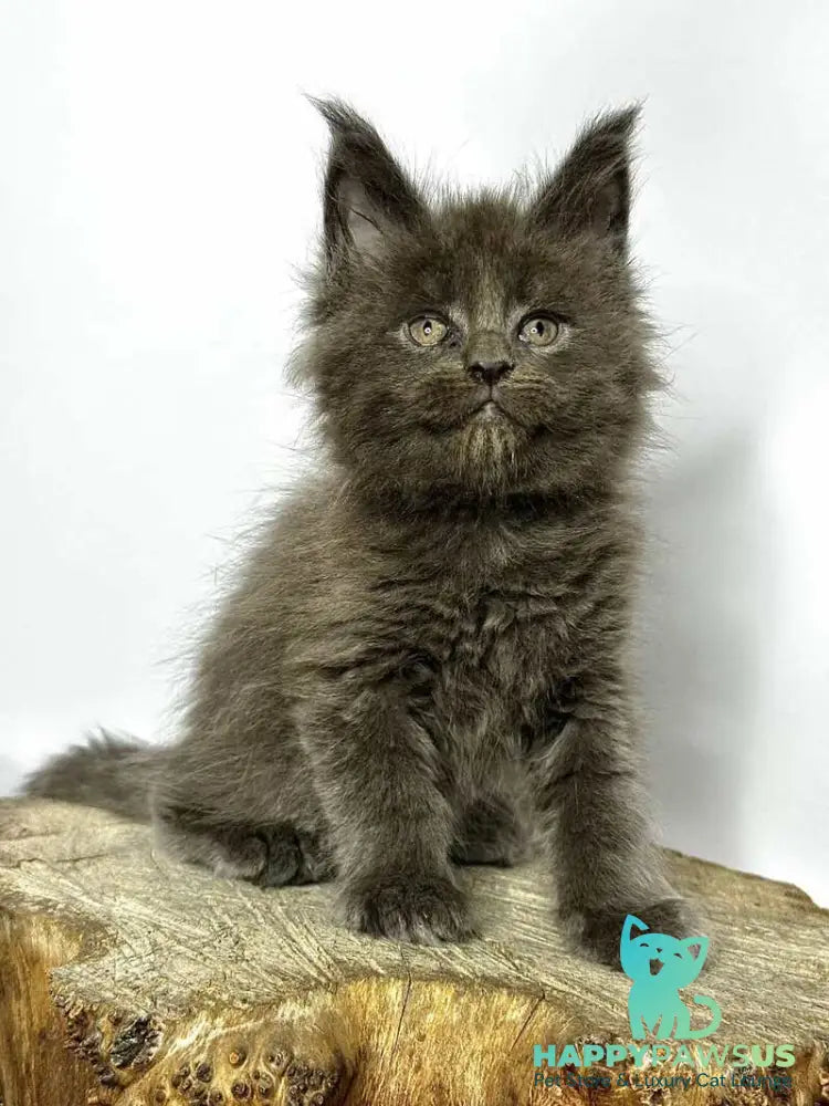 Joker Maine Coon male blue - live animals