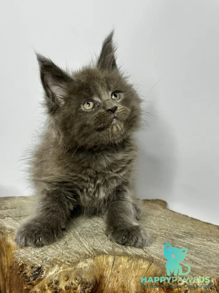 Joker Maine Coon male blue - live animals