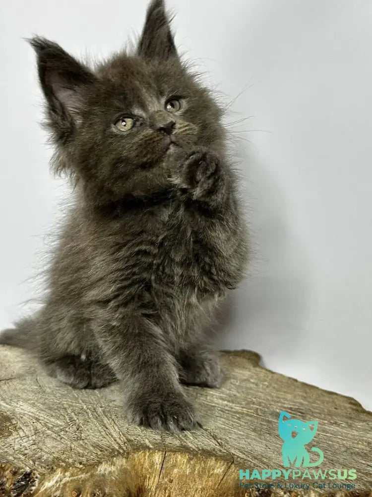 Joker Maine Coon male blue - live animals