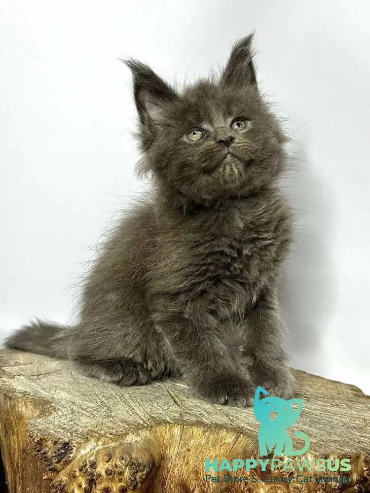 Joker Maine Coon male blue - live animals