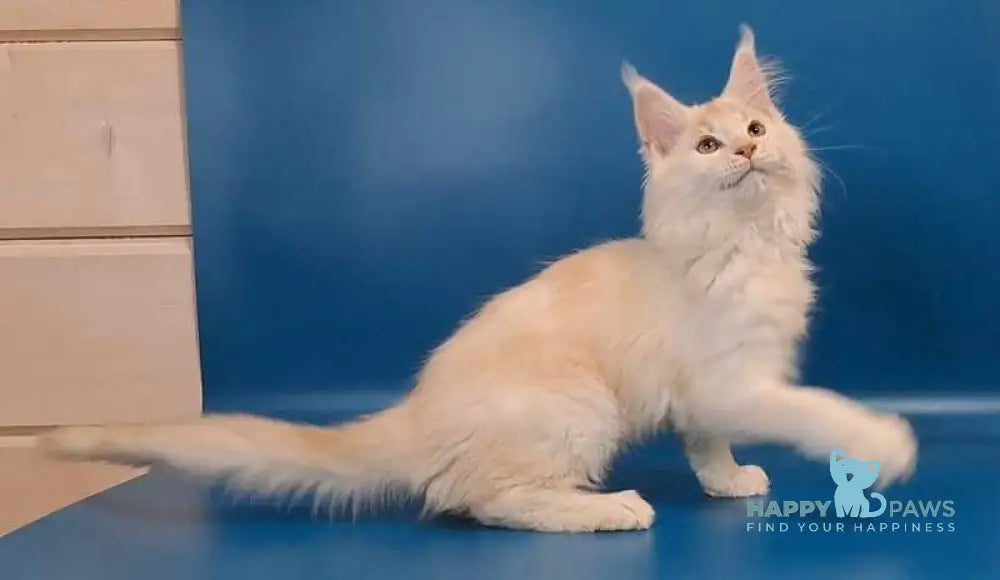 Joker Maine Coon male red silver tabby live animals