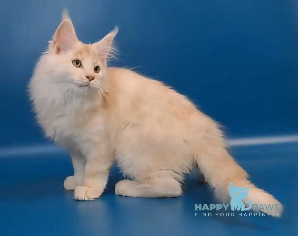 Joker Maine Coon male red silver tabby live animals