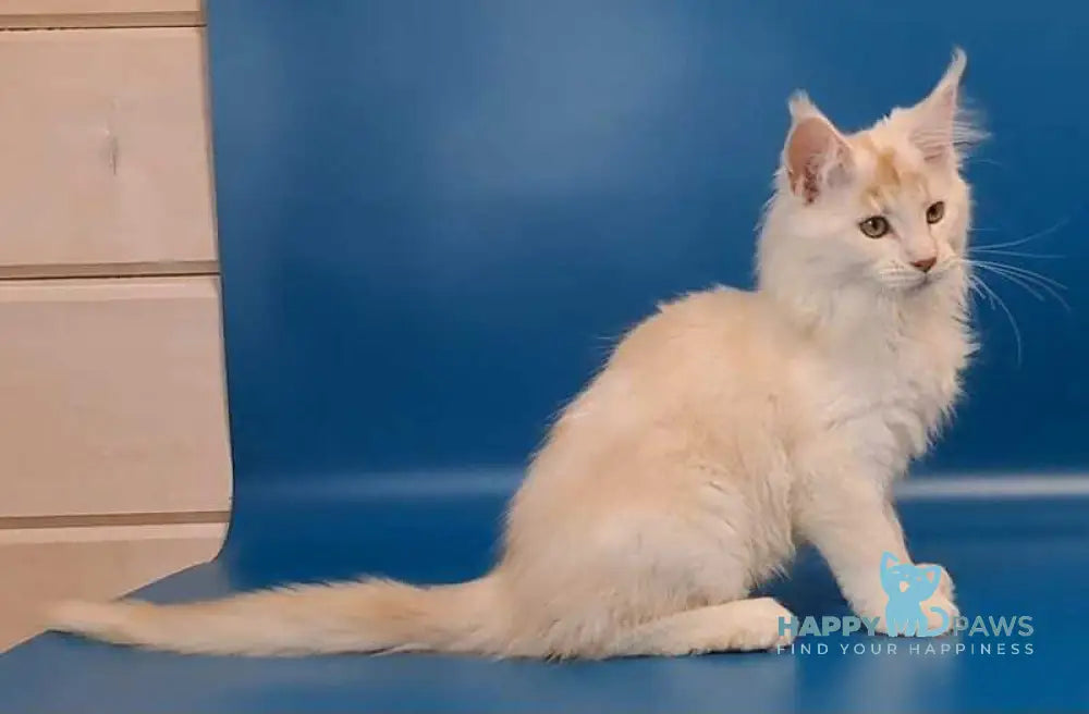 Joker Maine Coon male red silver tabby live animals