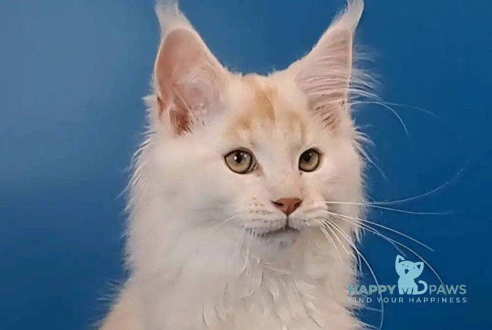 Joker Maine Coon male red silver tabby live animals