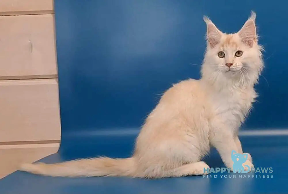Joker Maine Coon male red silver tabby live animals
