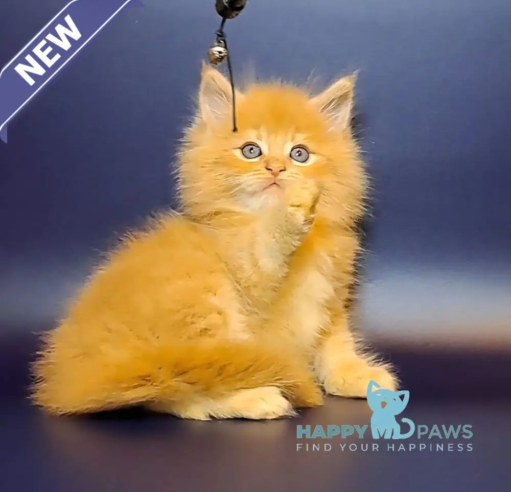 Joker Maine Coon male red tabby live animals