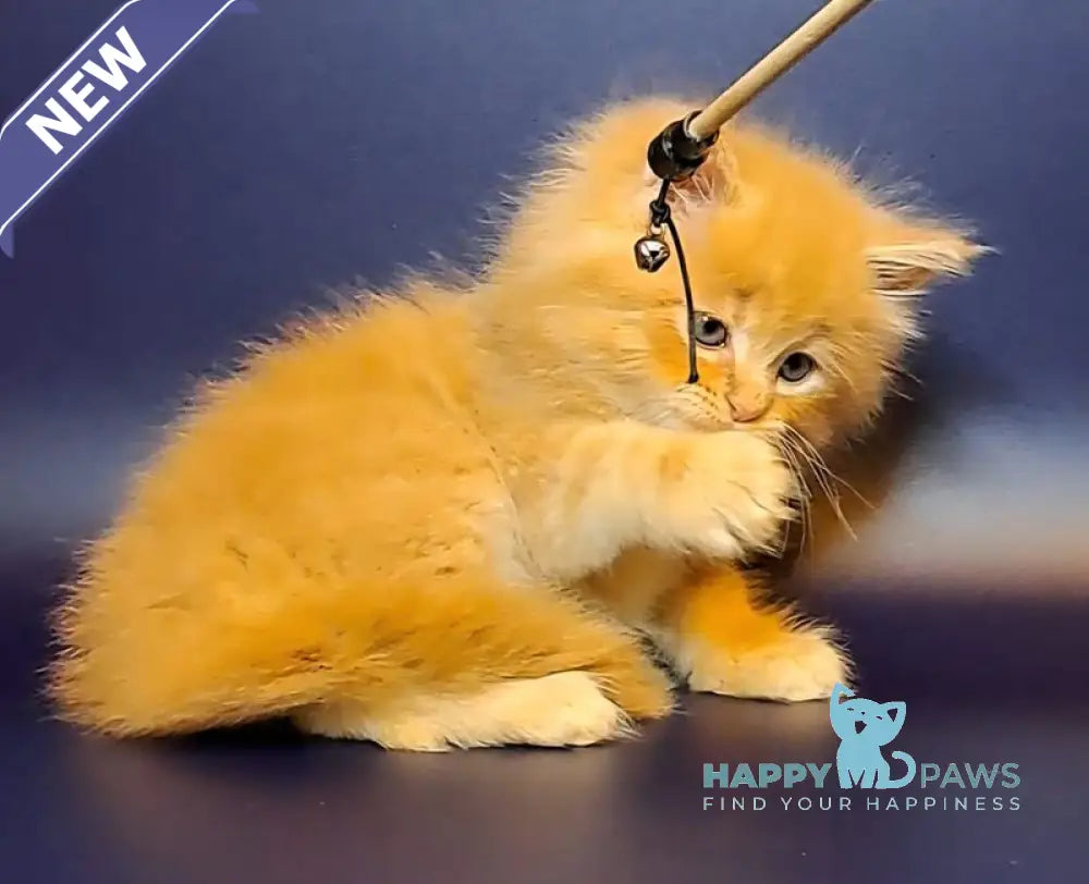 Joker Maine Coon male red tabby live animals