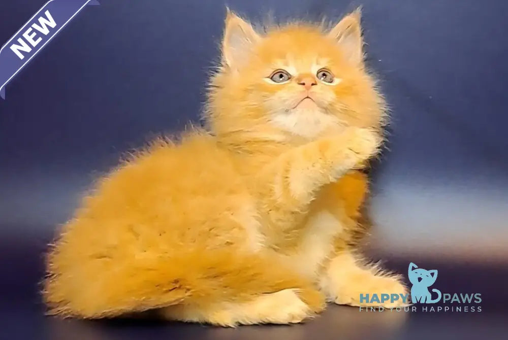 Joker Maine Coon male red tabby live animals
