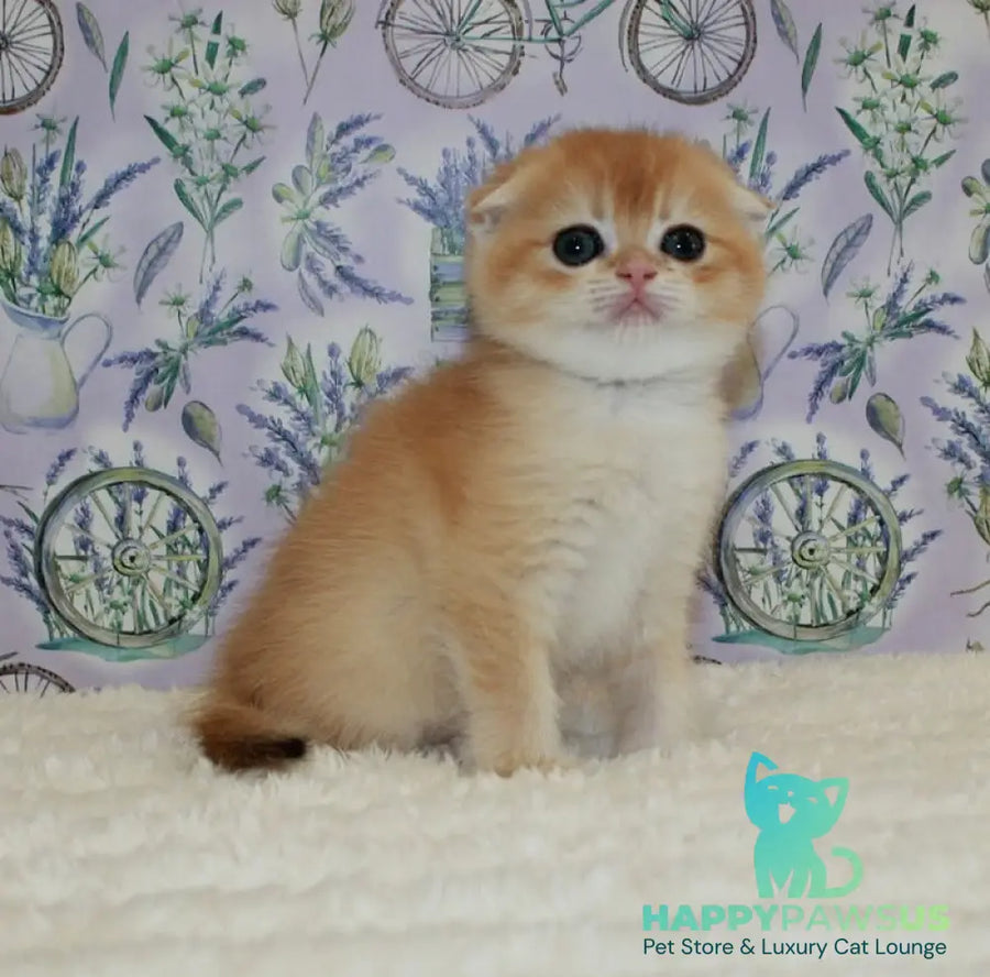Joker Scottish Fold male black golden chinchilla - live animals