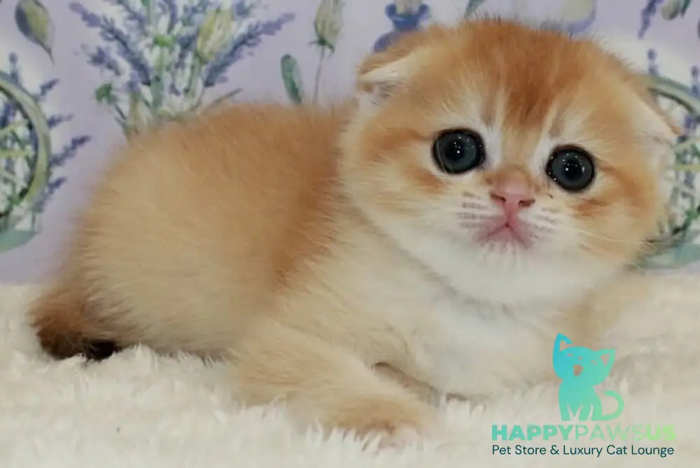 Joker Scottish Fold male black golden chinchilla - live animals
