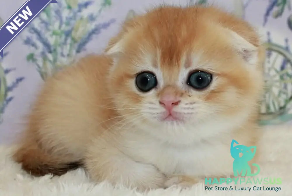 Joker Scottish Fold male black golden chinchilla - live animals