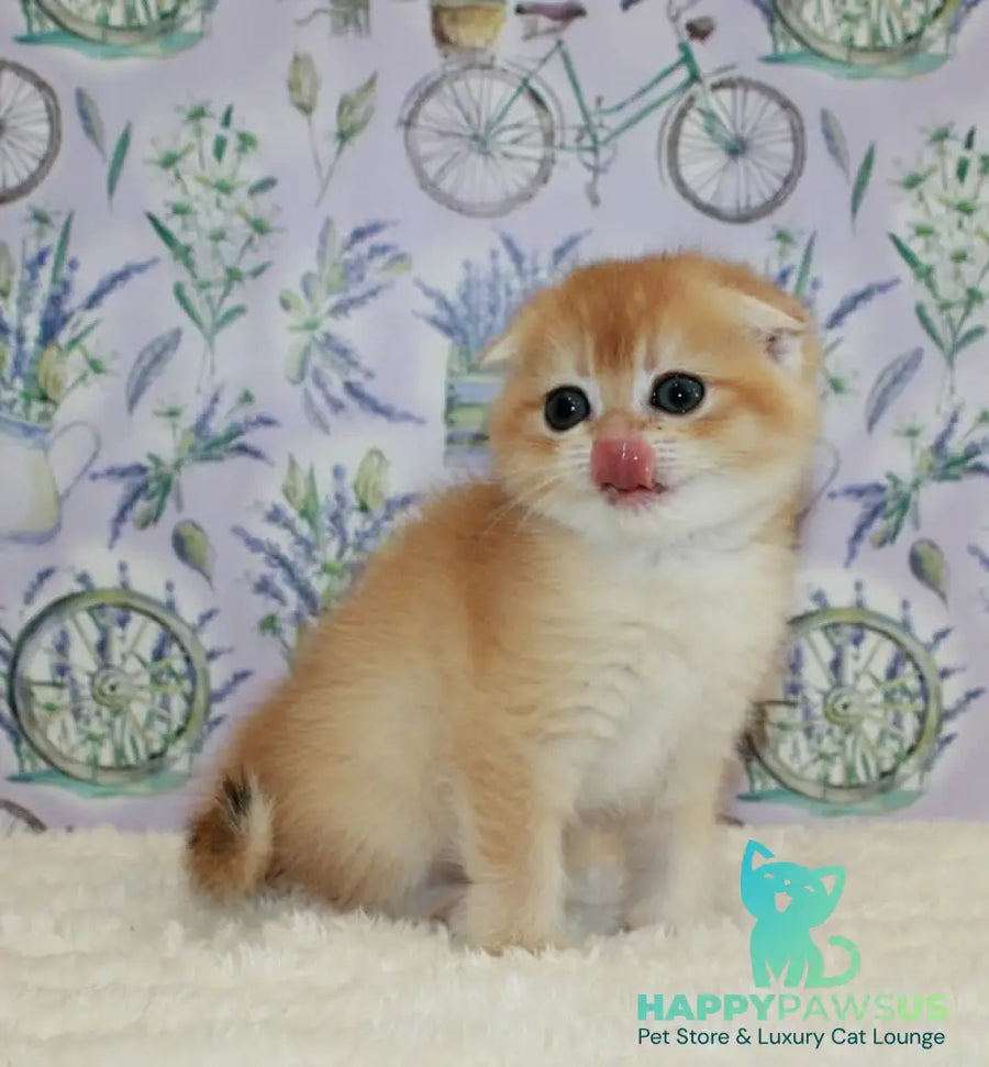 Joker Scottish Fold male black golden chinchilla - live animals