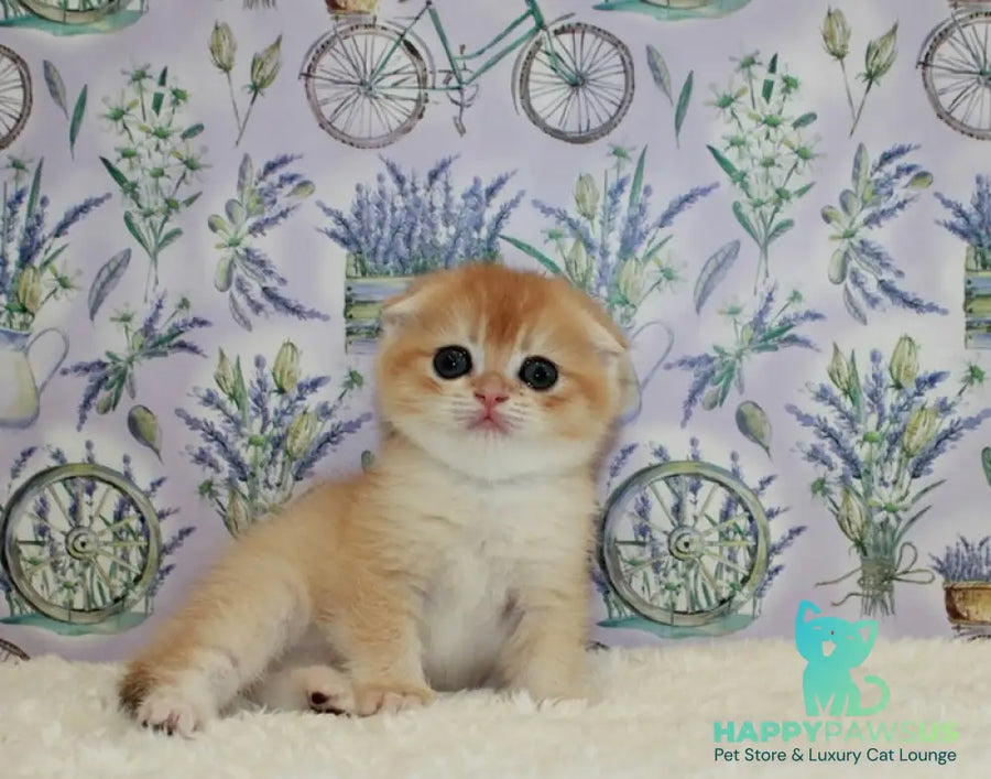 Joker Scottish Fold male black golden chinchilla - live animals