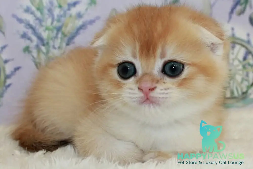 Joker Scottish Fold male black golden chinchilla - live animals