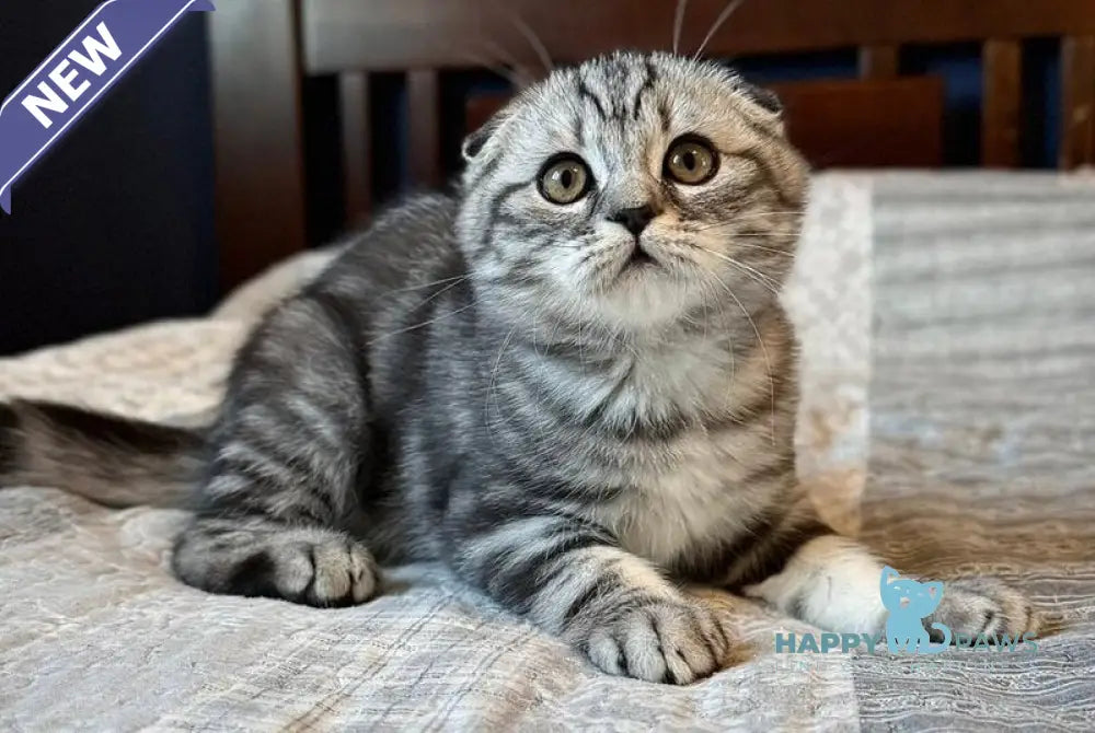 Joker Scottish Fold male black silver tabby live animals