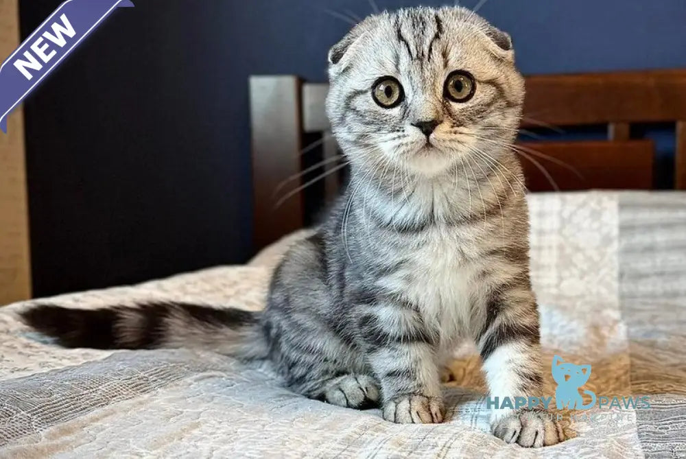 Joker Scottish Fold male black silver tabby live animals