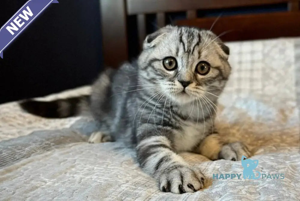 Joker Scottish Fold male black silver tabby live animals