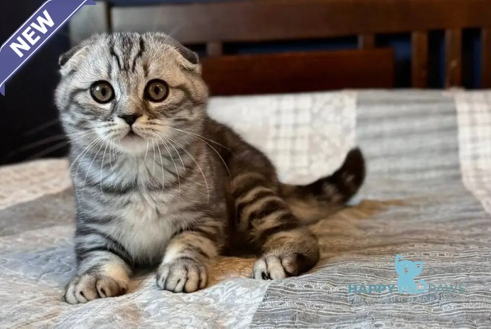 Joker Scottish Fold male black silver tabby live animals