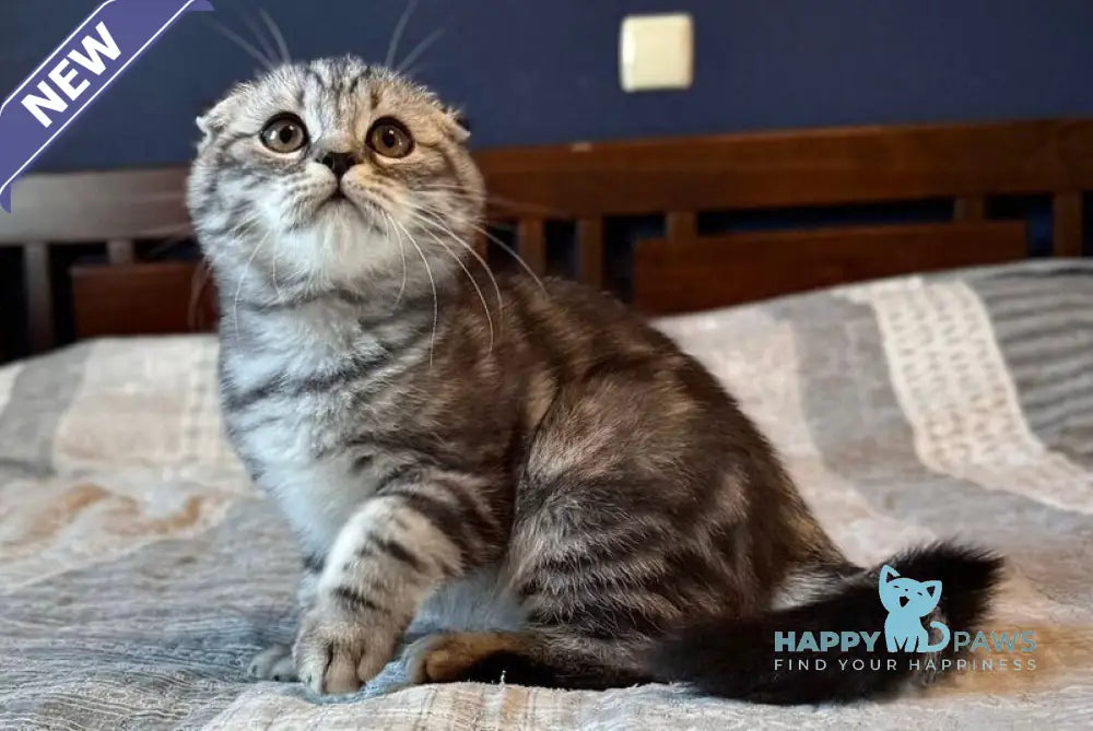Joker Scottish Fold male black silver tabby live animals