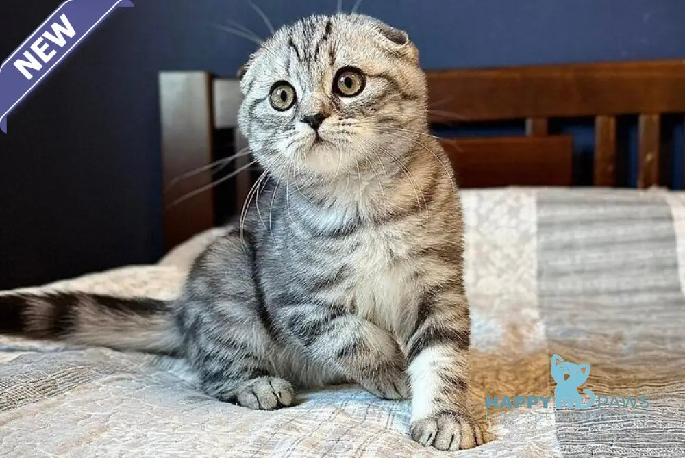 Joker Scottish Fold male black silver tabby live animals