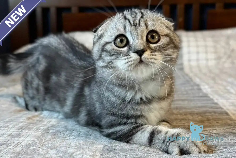 Joker Scottish Fold male black silver tabby live animals