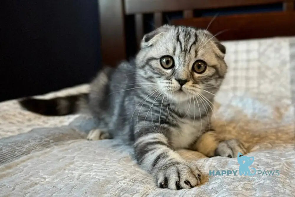 Joker Scottish Fold male black silver tabby live animals