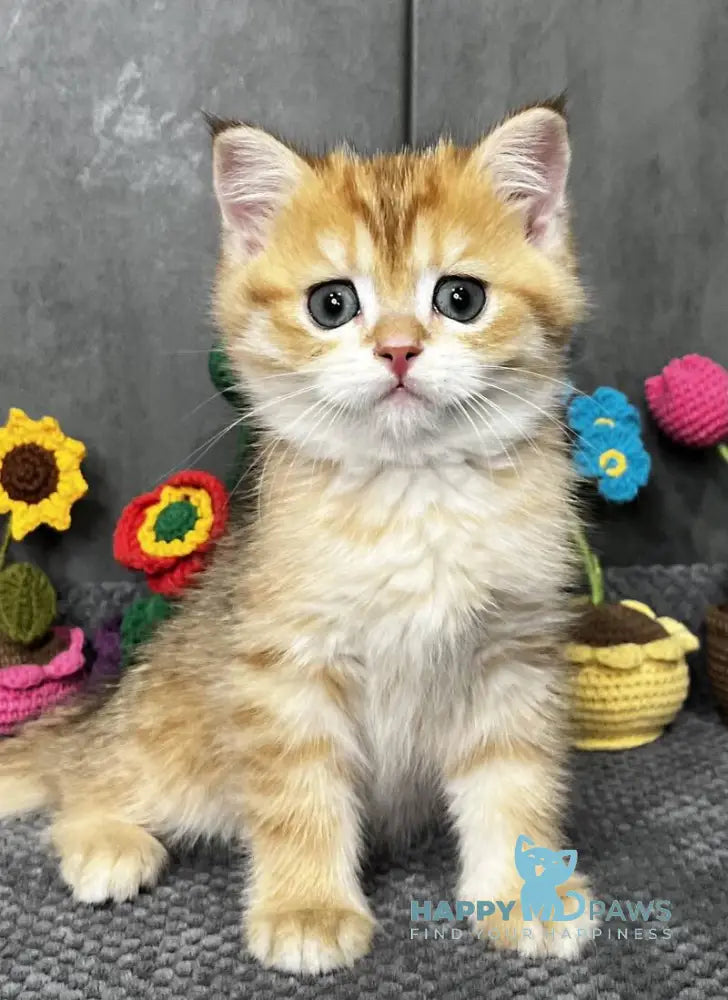Joker Scottish Straight male black golden spotted tabby live animals