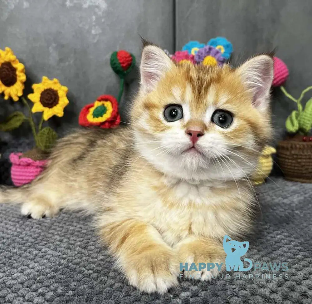 Joker Scottish Straight male black golden spotted tabby live animals