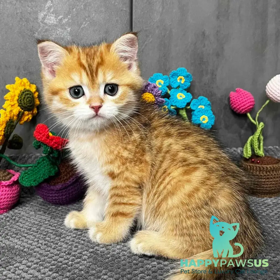 Joker Scottish Straight male black golden spotted tabby live animals