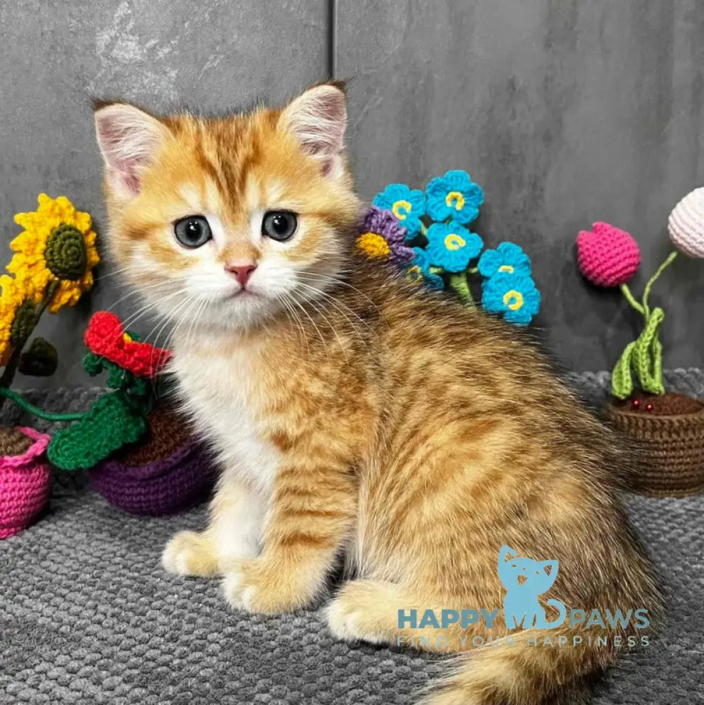 Joker Scottish Straight male black golden spotted tabby live animals