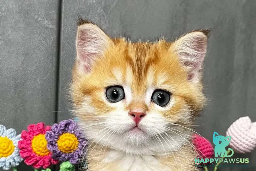 Joker Scottish Straight male black golden spotted tabby live animals